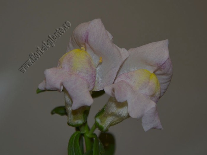 Gura leului 9 - Antirrhinum majus - Gura Leului