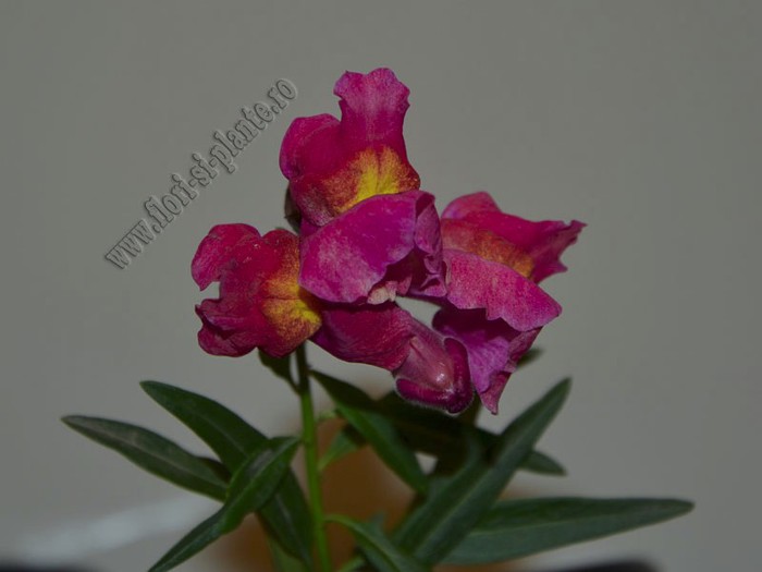 Gura leului 10 - Antirrhinum majus - Gura Leului