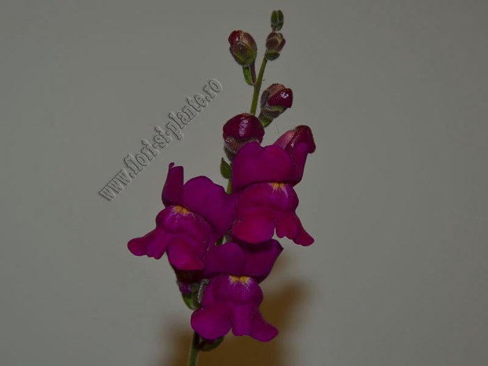 Gura leului 11 - Antirrhinum majus - Gura Leului