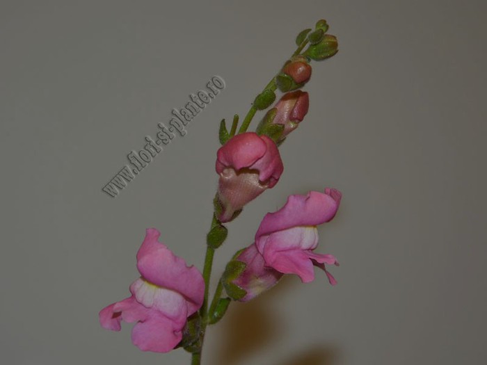 Gura leului 12 - Antirrhinum majus - Gura Leului