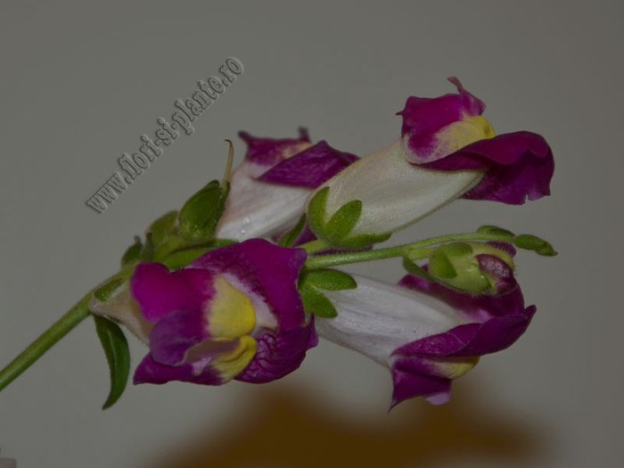 Gura leului 13 - Antirrhinum majus - Gura Leului