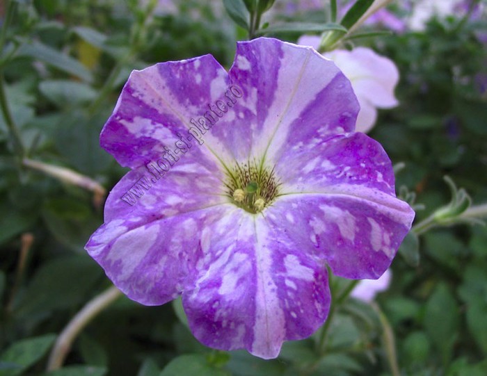 Petunia hibrid 2 - Petunia