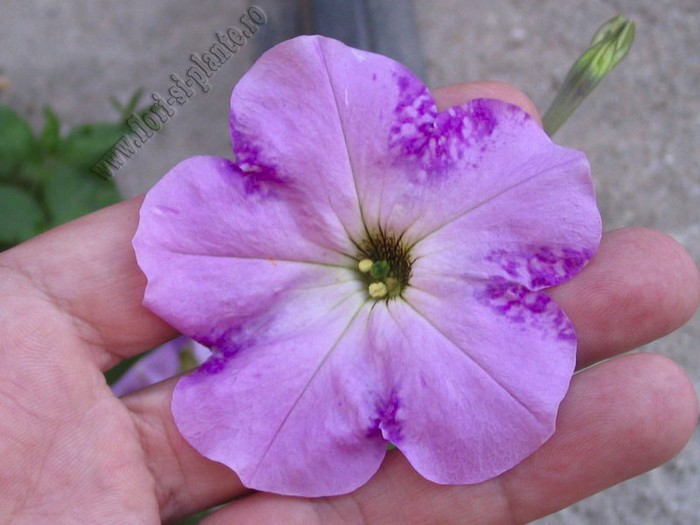 Petunia hibrid 3 - Petunia