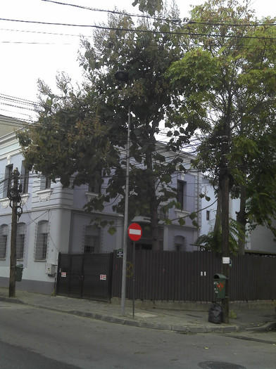 2012-10-28 16.09.29 - Paulownia Bucuresti