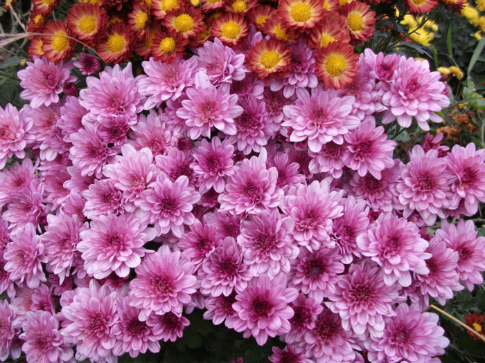 Lilac Coper - Crizanteme 2012