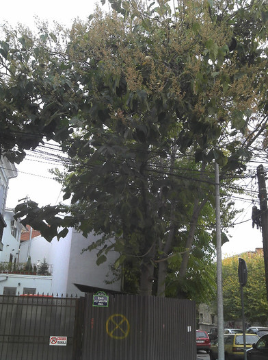 2012-10-28 16.10.02 - Paulownia Bucuresti