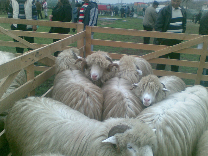28102012(002) - expo ovine Viisoara-Bistrita