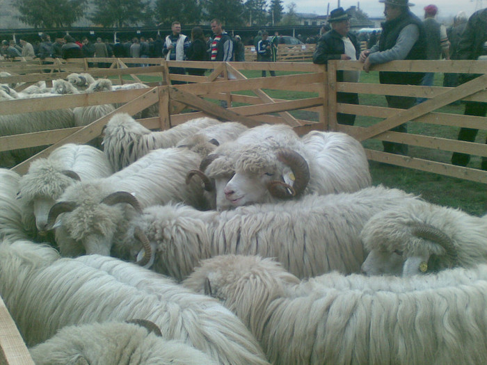 28102012(004) - expo ovine Viisoara-Bistrita