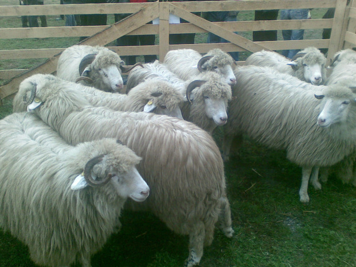 28102012(006) - expo ovine Viisoara-Bistrita