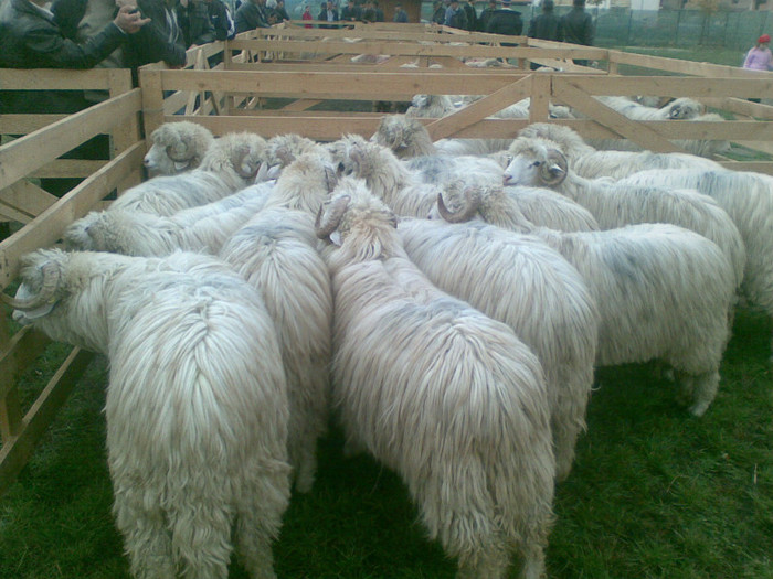 28102012(008) - expo ovine Viisoara-Bistrita