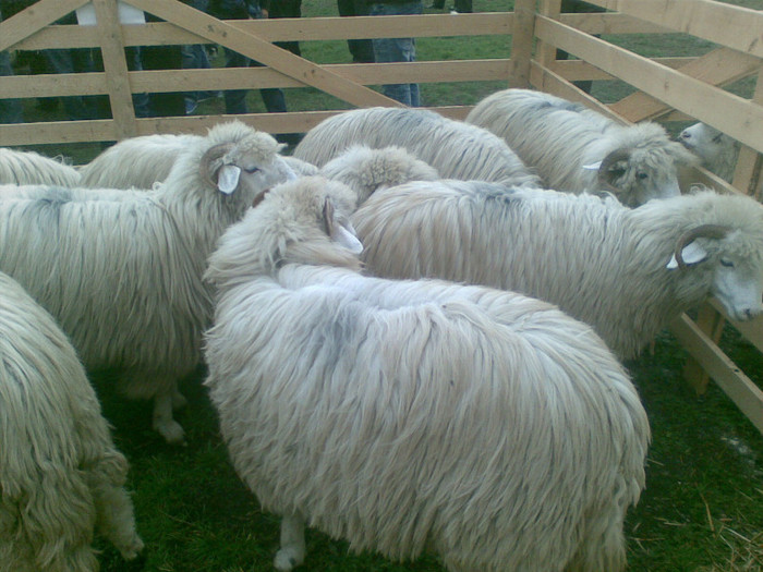 28102012(009) - expo ovine Viisoara-Bistrita