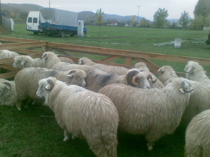 28102012(011) - expo ovine Viisoara-Bistrita