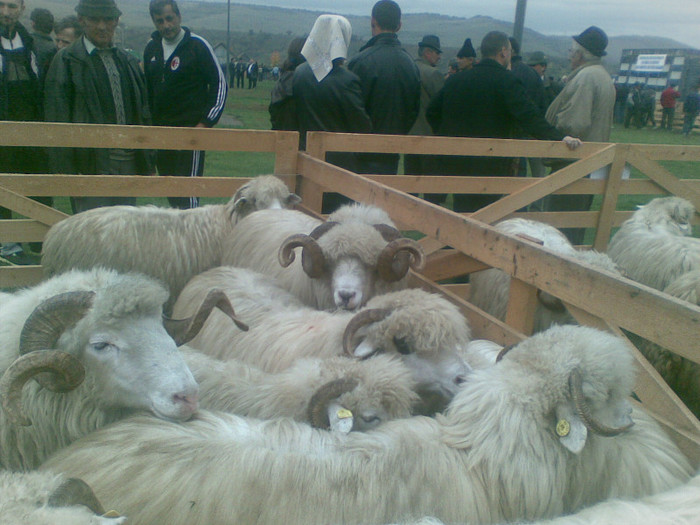 28102012 - expo ovine Viisoara-Bistrita