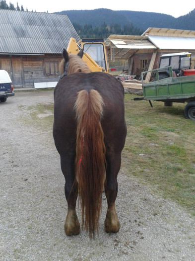 2012-10-26 17.46.04 - Caii mei