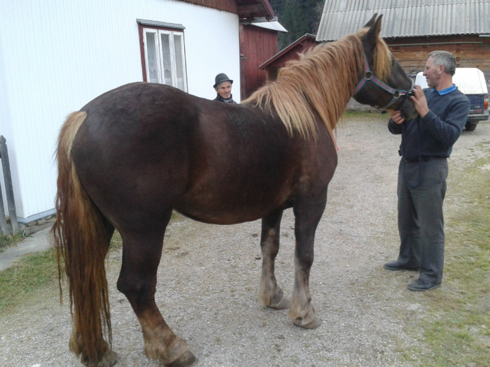 2012-10-26 17.46.13 - Caii mei