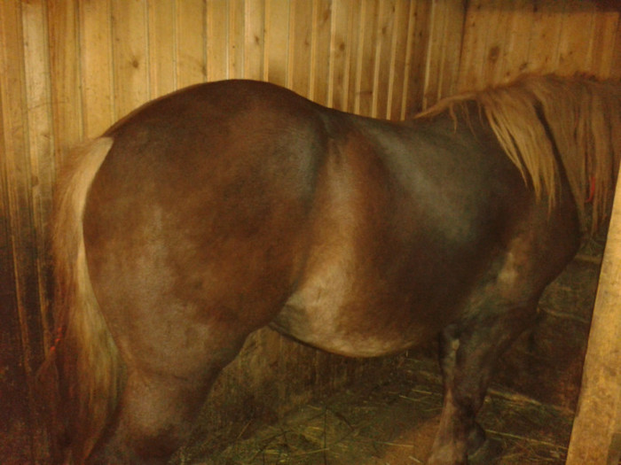 2012-10-26 19.34.00 - Caii mei