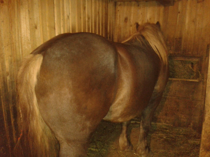 2012-10-26 19.34.07 - Caii mei