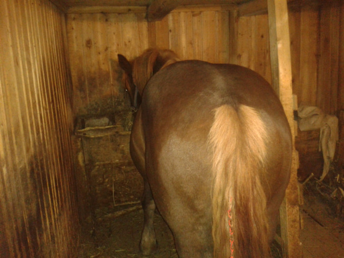 manz de2 ani si jumate !! - Caii mei