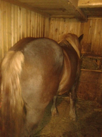 2012-10-26 19.34.40 - Caii mei