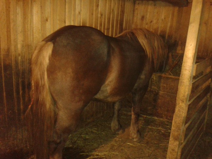 2012-10-26 19.35.42 - Caii mei