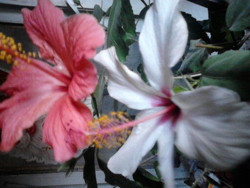 1350742286879 - hibiscus