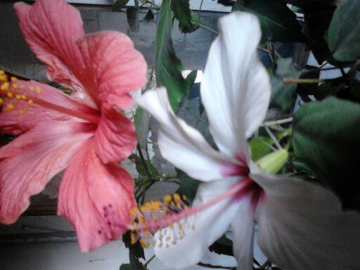 1350742293463 - hibiscus