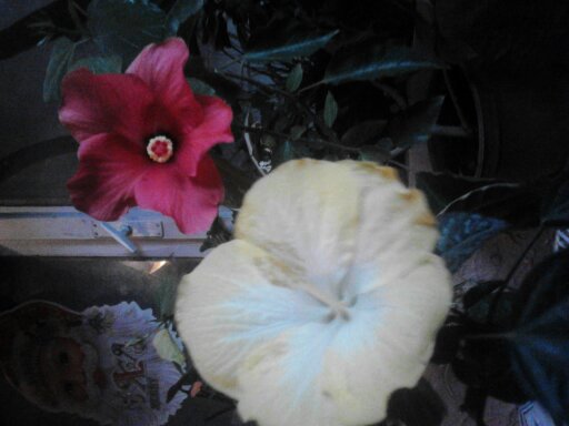 1351407052064 - hibiscus