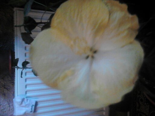 1351407063129 - hibiscus