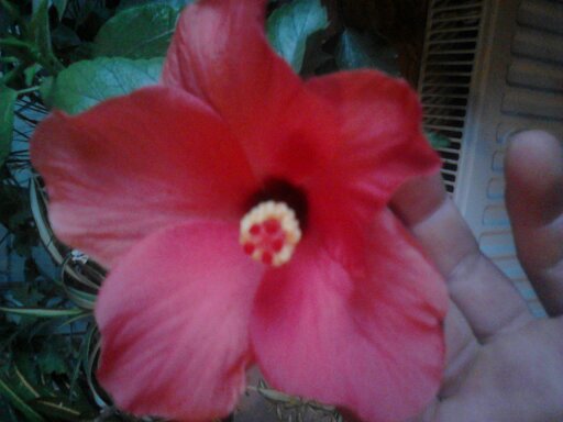 1351407091213 - hibiscus