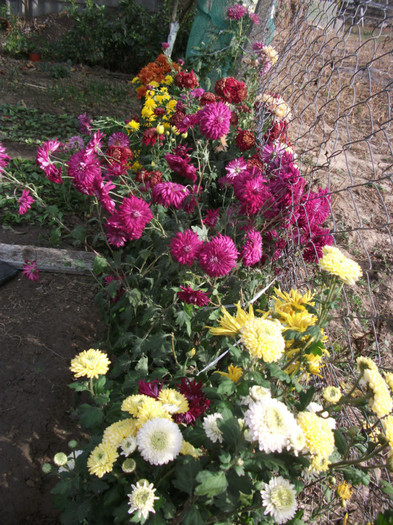 068 - Crizanteme 2012