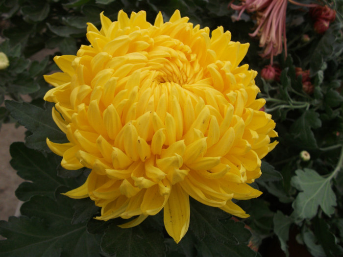 081 - Crizanteme 2012