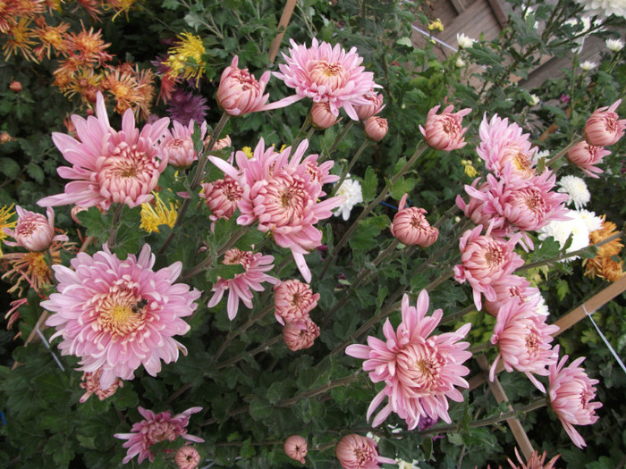 089 - Crizanteme 2012