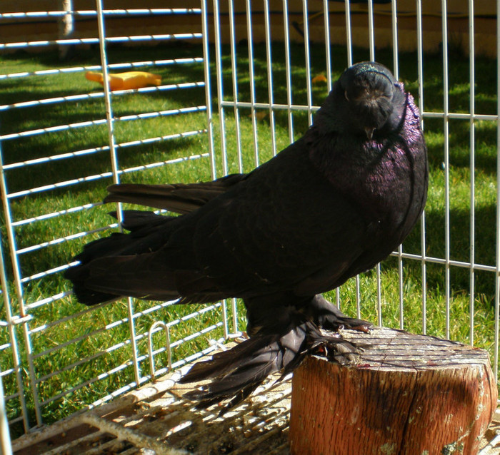 P1010254 - JDB   simplu  mot