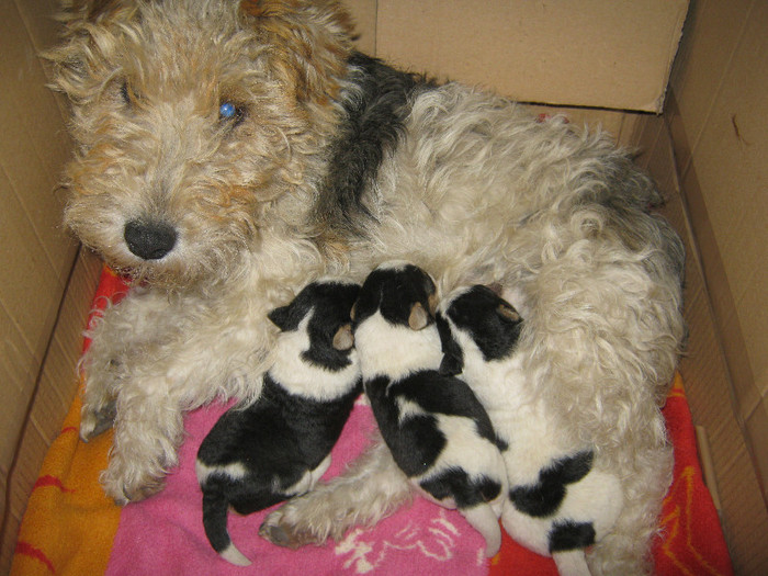 IMG_0806 - catelusa fox-terrier