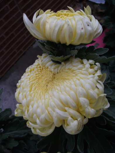 Olymp Lemon