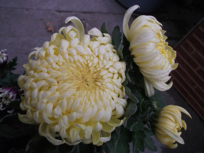 Olymp Lemon