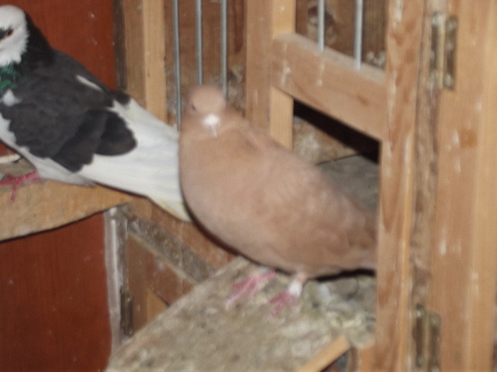 DSCF1135