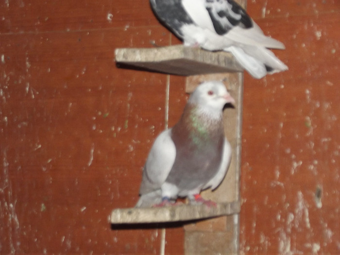 DSCF1140