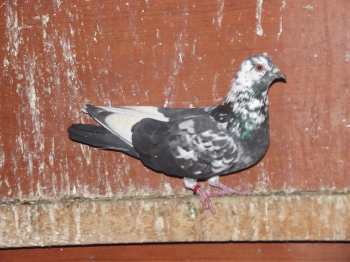DSCF1141