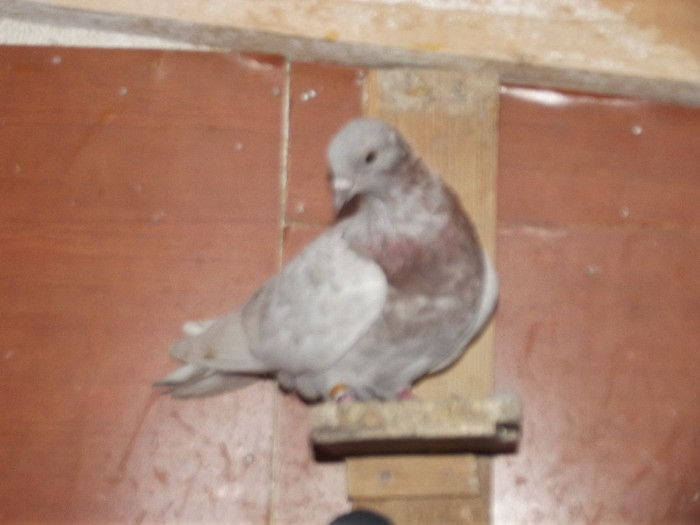 DSCF1143