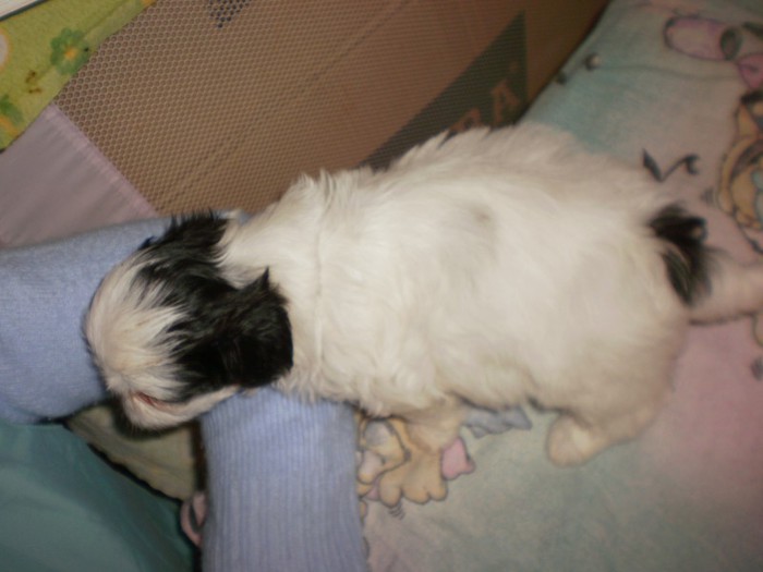 PA283127 - 05 shih tzu nascuti la data 22 09 2012