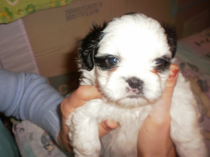 PA283131 - 05 shih tzu nascuti la data 22 09 2012