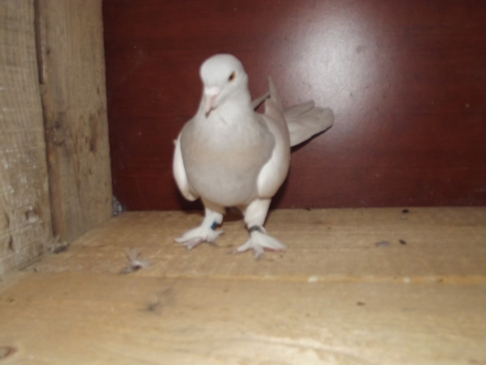 DSCF1190