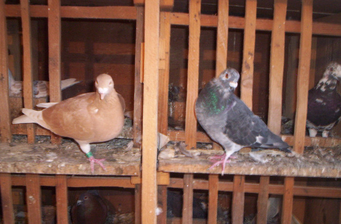 100_2416 ,M 2011 CUC ,25 lei