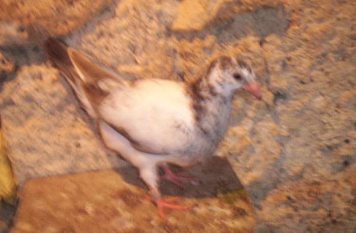 100_2441 pui F ,13 lei; VANDUTA
