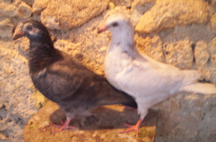 100_2443 pui frati de cuib, 13 lei buc; VANDUTI
