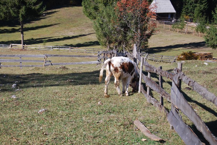 DSC_4586 - NIKON ZIUA 2