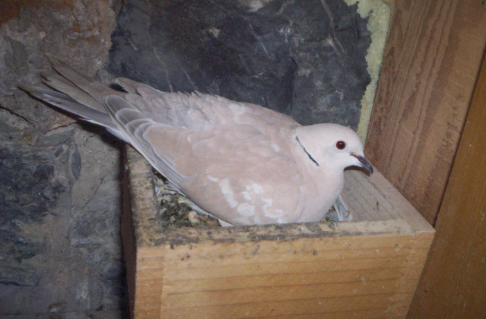 Copie (2) a 100_2351