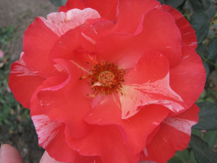 Picture 28.10.2012 022