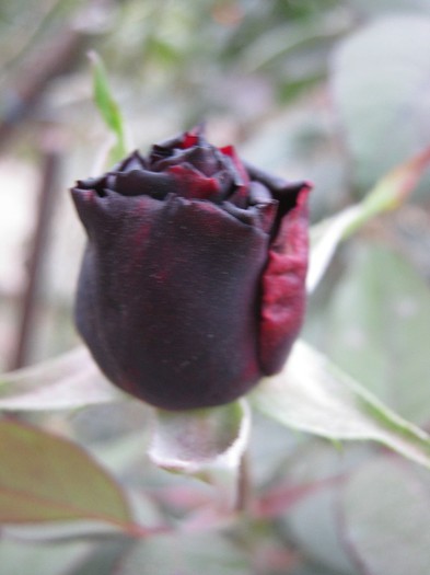 Picture 28.10.2012 025